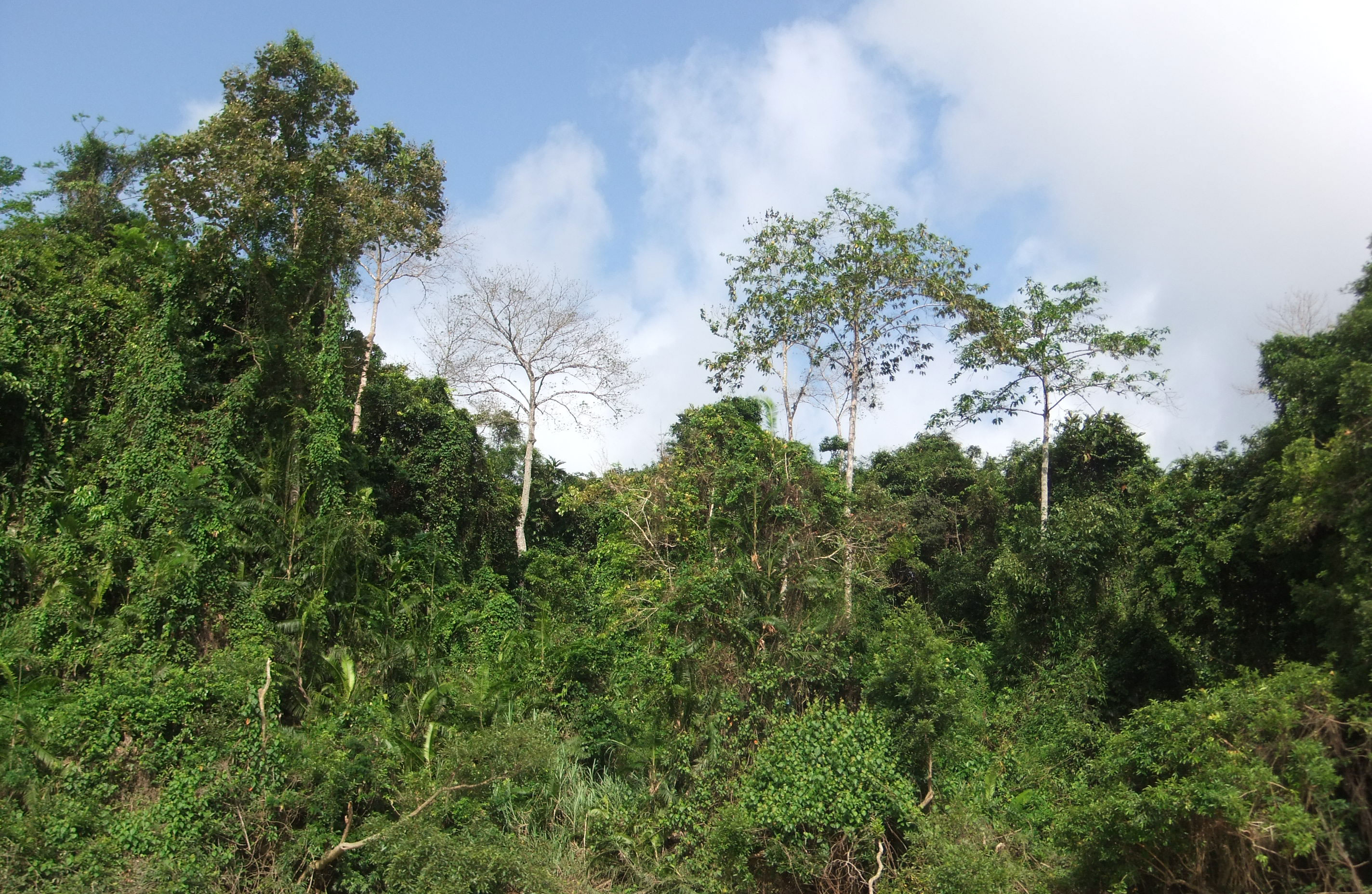 bomen planten