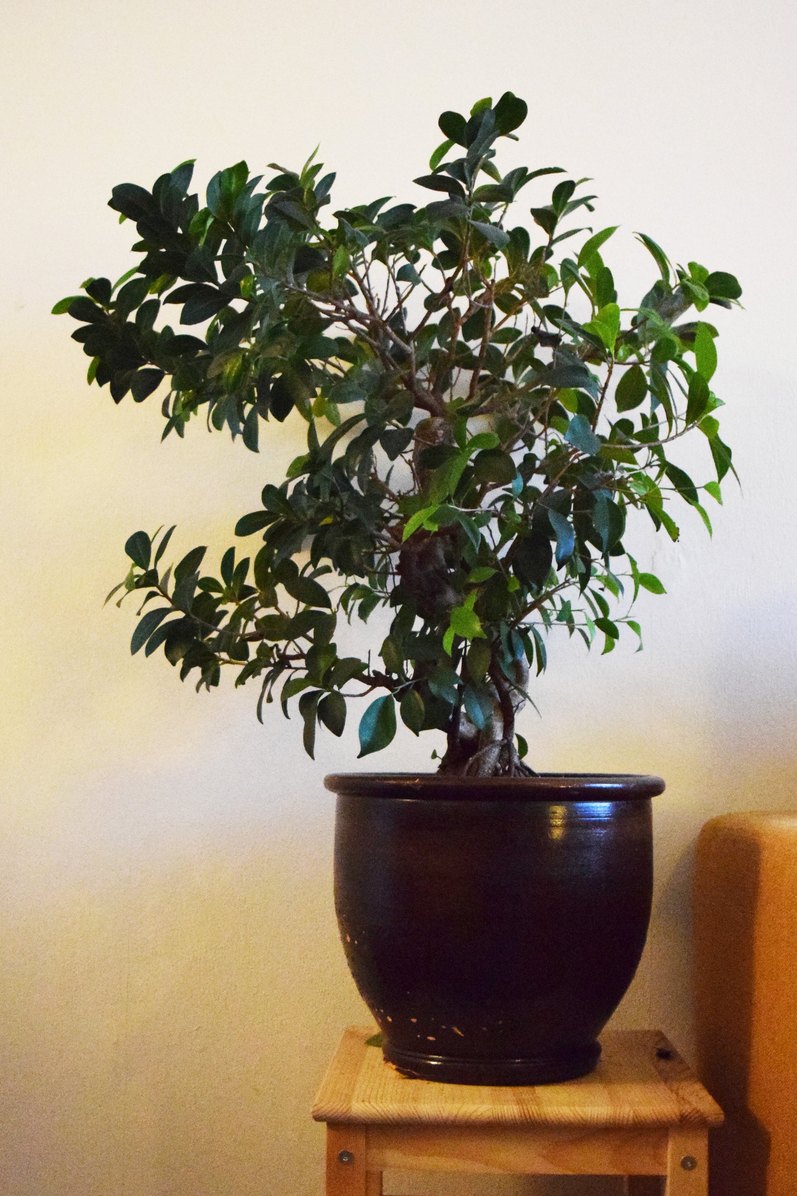 ficus