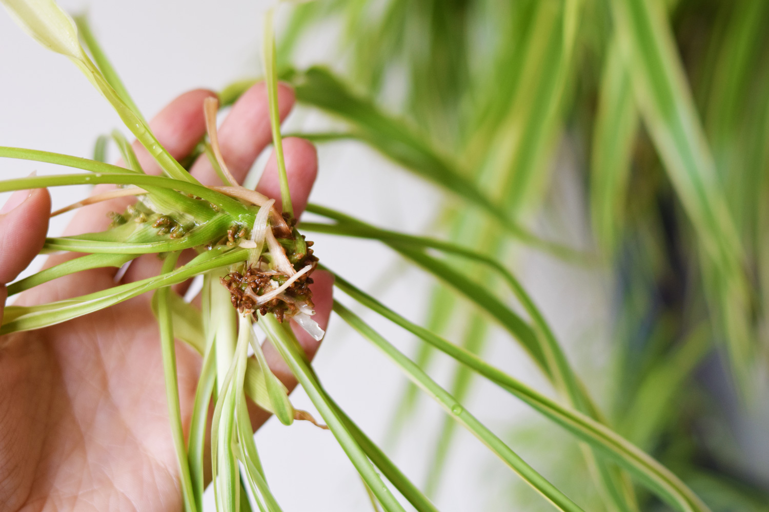 Ruwe slaap Leonardoda Betrouwbaar Creëer een duurzame urban jungle met gratis stekjes en adoptieplanten -  Zaailingen