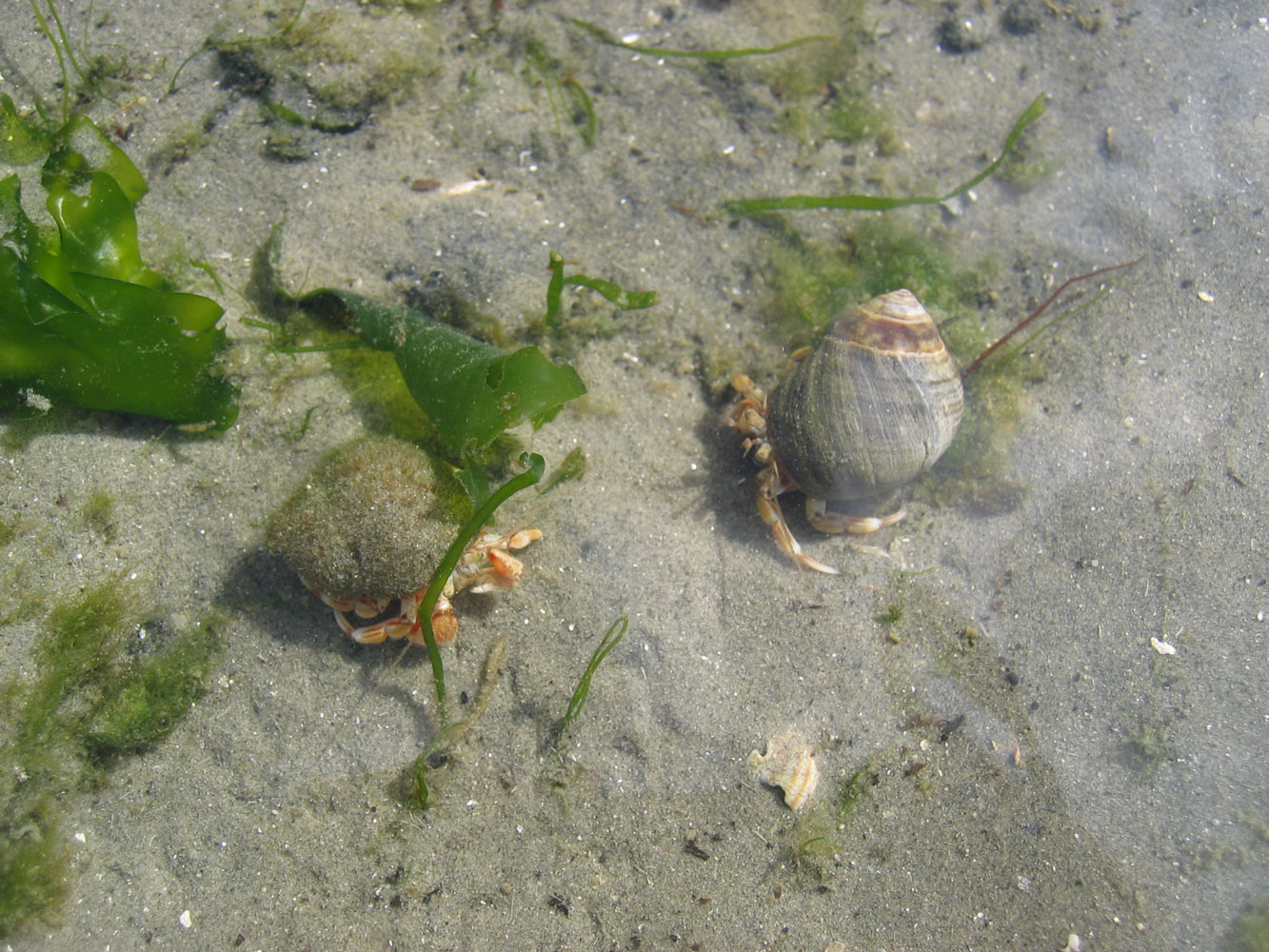 wadlopen